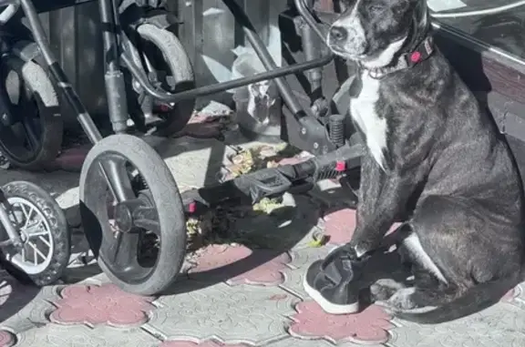 Найдена собака, Варгаши, фото: Найдена собака, Жукова 7, Варгаши