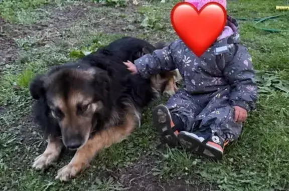 Пропала собака, Спортивная ул., 14, Дубки