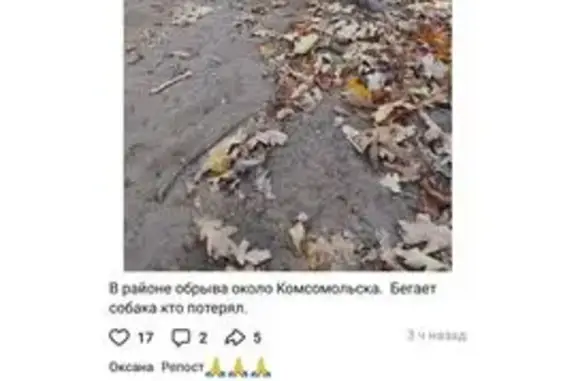 Собаки потеряшки, , фото: Потеряшка собака, ул. Коммунистическая, Тольятти