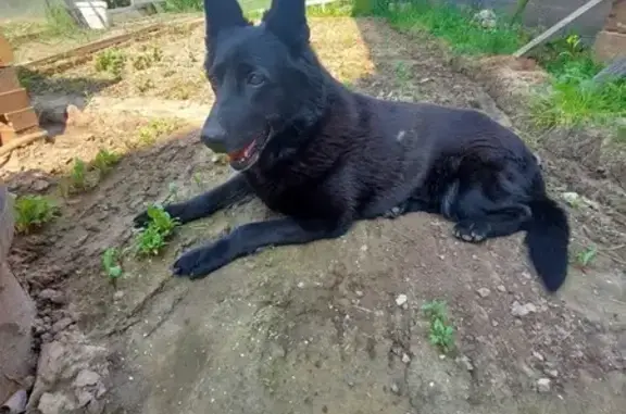 Пропала овчарка Лекси, Южный, Чебоксары