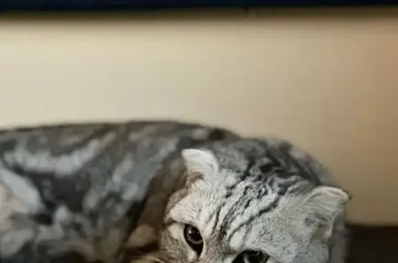 Кошки потеряшки, Краснодарский край, фото: Кот пропал, Старокорсунская, вознаграждение