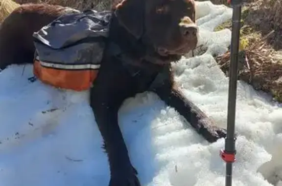 Пропала собака на Алуштинской, 73