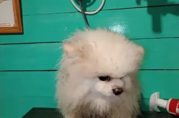 Найдена собака, Новоподрезково (Москва и Московская обл.), фото: Белый шпиц найден: Ленинградское ш., 242