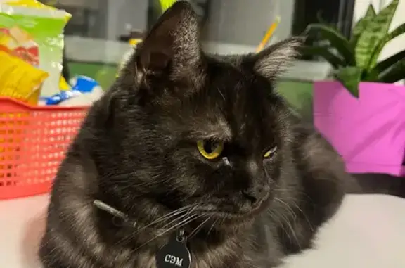 Кошки потеряшки, Пенза, фото: Потеряшка кот, Сумская ул., 2, Пенза