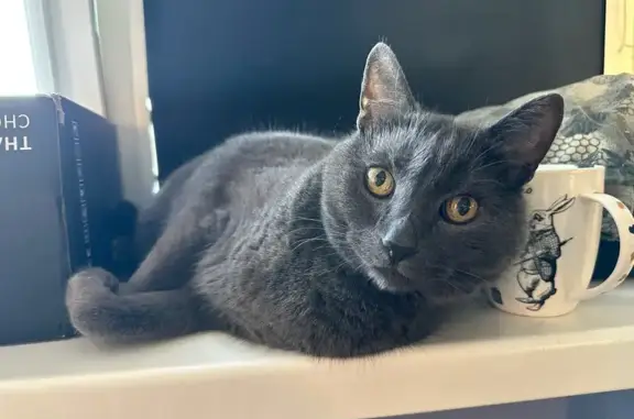 Кошки потеряшки, Смоленск, фото: Потеряшка кошка на ул. М. Октябрьской, 16