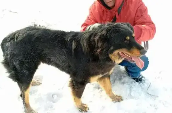 Собаки потеряшки, Волгоград, фото: Потеряшка собака, Волгоград, Мачтозаводская