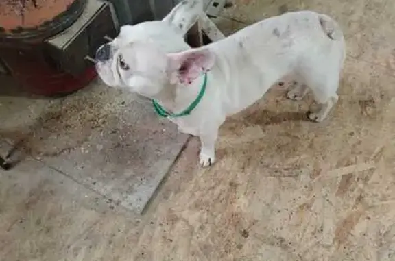 Найдена собака, Балаклава, фото: Найдена собака, Шелковичная ул., Балаклава