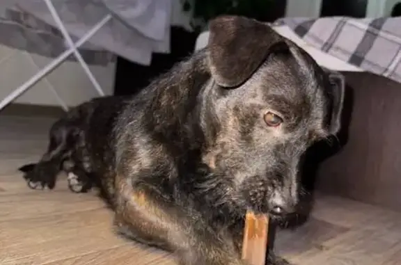 Собака найдена: ул. Доватора, 17, Челябинск