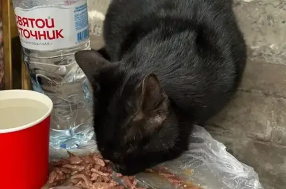 Найдена кошка, Тамбов, фото: Кот у БЦ Галерея, ул. Горького 17, Тамбов