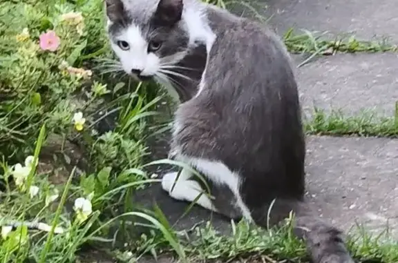 Кошки потеряшки, , фото: Потеряшка кошка, ул. Достоевского, 9