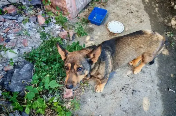 Собака найдена, ул. Чапаева 26, Волгоград