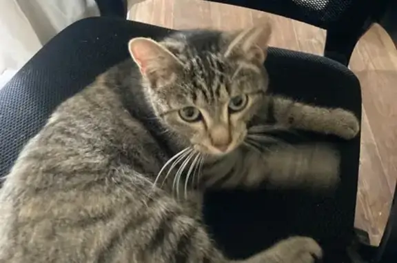 Найдена кошка, Томск, фото: Пестрый котик ищет дом, Пролетарская ул.