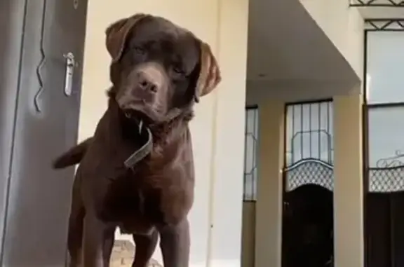 Пропала собака, Северная ул. 65/12