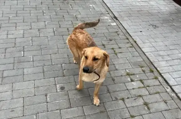 Найдена собака, , фото: Собака на Соборной площади, Пенза