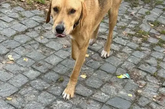 Найдена собака, Тутаев, фото: Собака найдена на пл. Ленина, 5, Тутаев