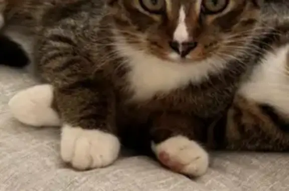 Кошки потеряшки, Семибратское, фото: Потеряшка котенок, д. Новое Семибратское