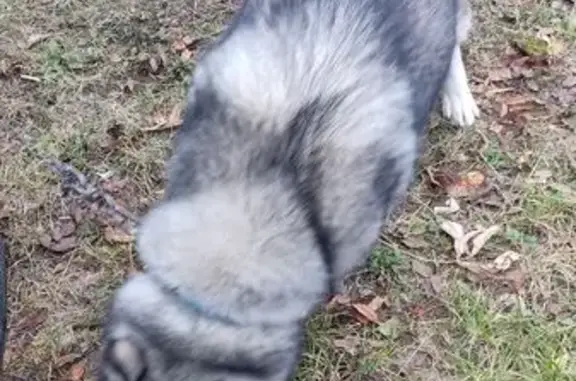 Найдена собака, Бор, фото: Хаски найдена, ул. Чугунова, 16, Бор