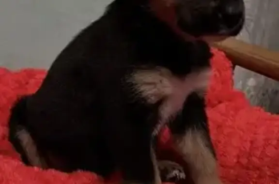 Собака найдена, Ипподромный пер., Тамбов