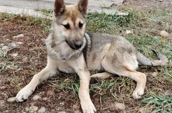 Пропала собака, ул. Дек. Событий 91/1