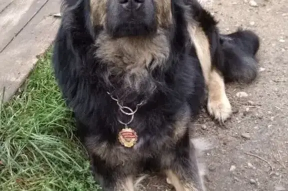 Собаки потеряшки, , фото: Потеряшка собака, район Кремля, Зарайск