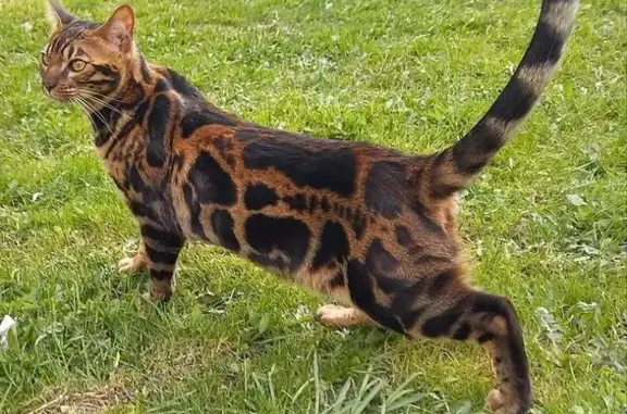 Пропал кот в розовом ошейнике, Арзамас