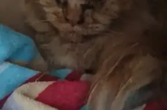 Кошка найдена: ул. Шумятского/Мате-залки