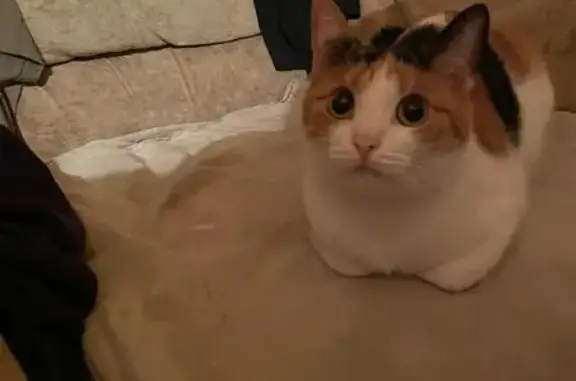 Пропала кошка в Светлогорске, Калининградская обл.