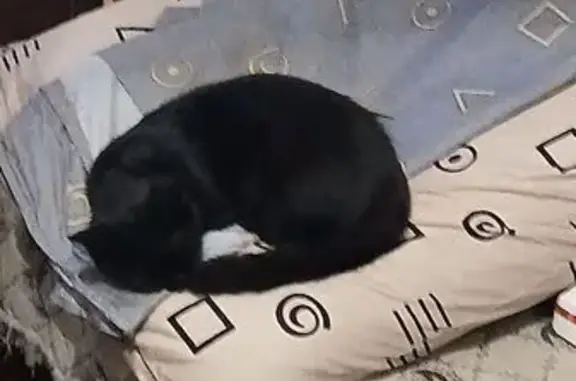 Пропала черная кошка, ул. Космонавтов