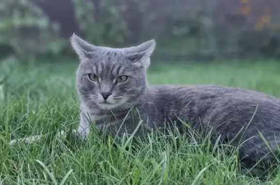 Кошки потеряшки, Воронеж, фото: Потеряшка кот Тоша, Лунная ул., 22, Воронеж