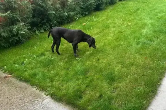 Найдена собака, Балашиха, фото: Найдена собака, Балашиха, Лесные Поляны 118А