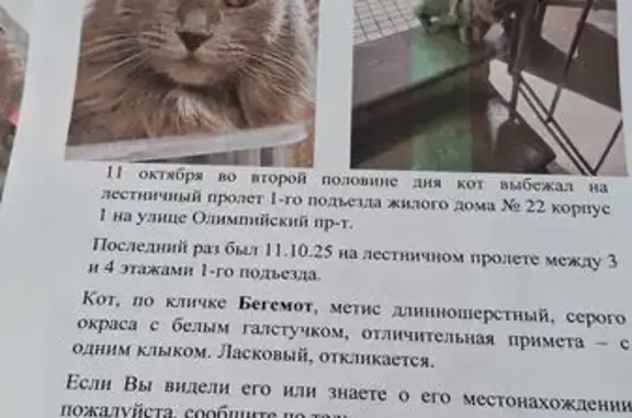 Пропала кошка, Олимпийский пр-т, 10