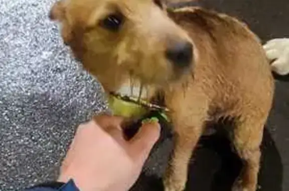 Найдена собака, Казань, фото: Найдена собака, ул. Наиля Юсупова, Казань