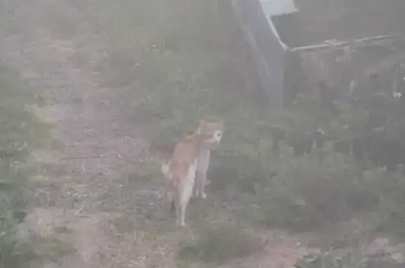 Пропала кошка, ул. Соколовского, 12