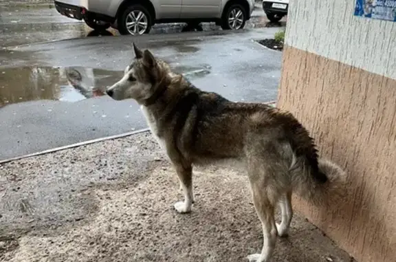 Найдена собака, Уфа, фото: Собака найдена на ул. Богдана Хмельницкого, 49/1