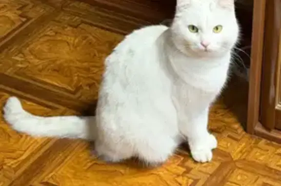 Пропала кошка, ул. Мичурина, 68, Екб