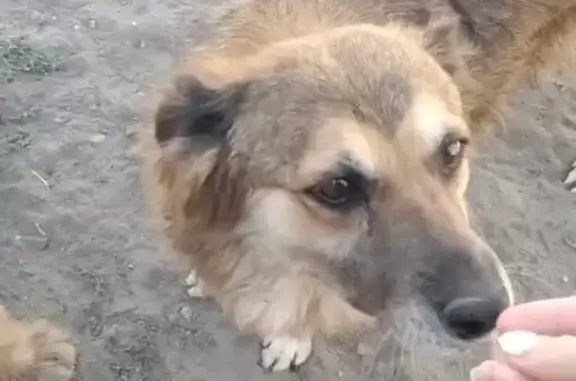 Пропала собака, Боевая 2-й пр., Астрахань