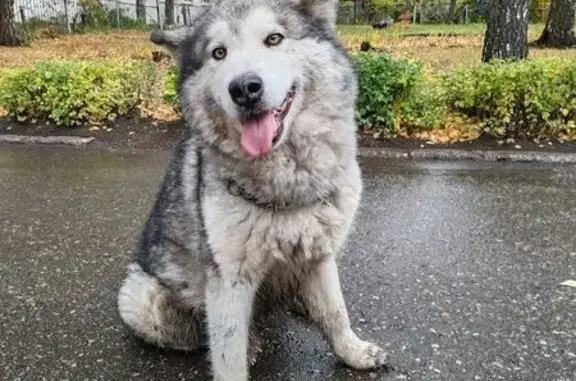 Собака найдена: ул. Рахманинова, 21А, Пенза