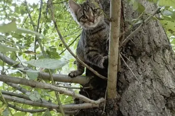 Пропала кошка, ул. Багратиона, 5, Омск