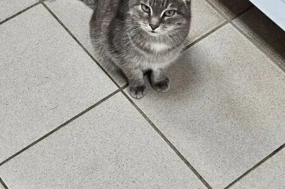 Найдена кошка, Новочебоксарск, фото: Кошка найдена: ул. Строителей, 8, Новочебоксарск