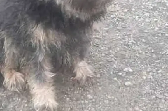 Найдена собака, Владимирская область, фото: Собака найдена в Александровском саду