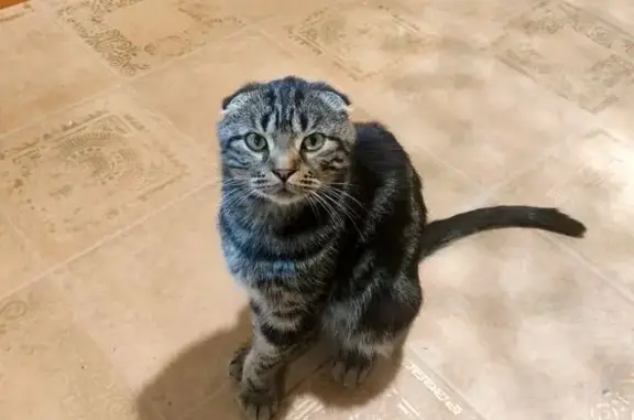 Кошка найдена на Харьковской 27, Омск