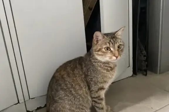 Кошка найдена, Базовый проезд, 9Б, Чебоксары