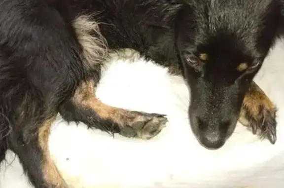 Найдена собака, Санкт-Петербург, фото: Найдена собака, пр. Солидарности, 23к1Б