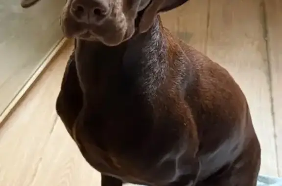 Найдена собака, ул. Тимошенко, 40, Москва