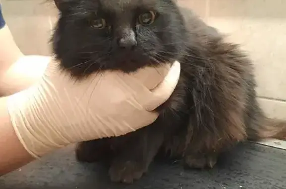 Найдена кошка, Новосибирск, фото: Найдена кошка, Оловозаводская 27/1, НСК