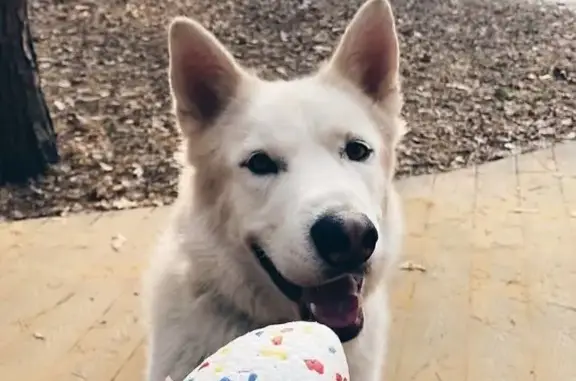 Собаки потеряшки, Московская область, фото: Потеряшка пёс Денди, Котельники МО