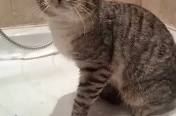 Найдена кошка, Пермь, фото: Найдена кошка, Пушкарская ул., Пермь