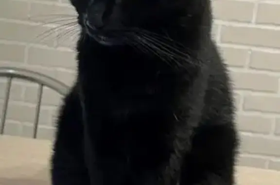 Пропала черная кошка, ул. Микушева, Сыктывкар