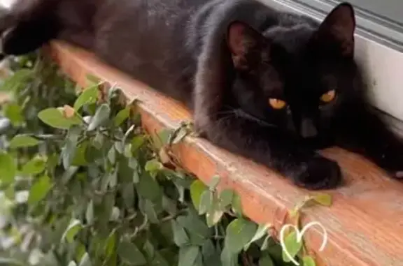 Пропала кошка, Горный пер., 11, Сочи