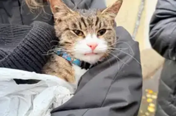 Кошка найдена на Шаболовке, Москва